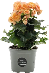 Begonia