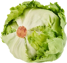 Isbergssallat Eko ca 340g Klass 1 ICA