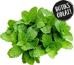 Mynta 50g Butiksodlad