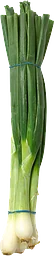 Salladslök
