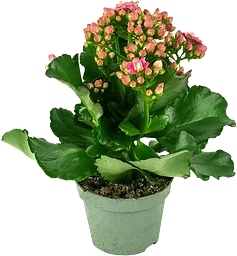 Kalanchoe XL