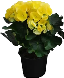 Begonia 12cm kruka Höjd 28cm gul
