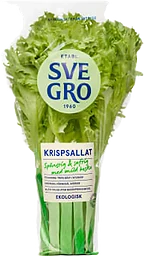 Krispsallad kruka 1-p KRAV