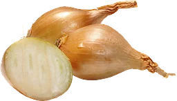 Schalottenlök
