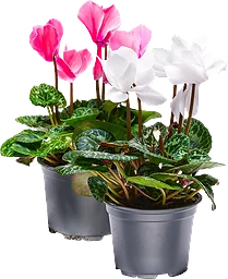 Cyklamen storblommig 12cm kruka Höjd 28cm varierande färger