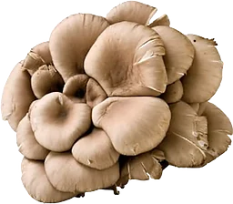 Ostronskivling ca 175g