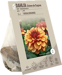 Dahlia Creme de Cognac gul/orange ICA Garden