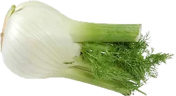 Fänkål
