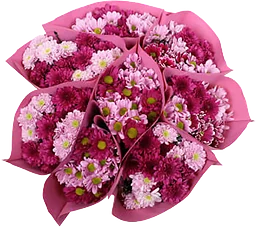 Kvistkrysantemum 4-pack 50cm Rosa Bandet